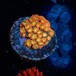 Pumpkin Head Barnardapora 