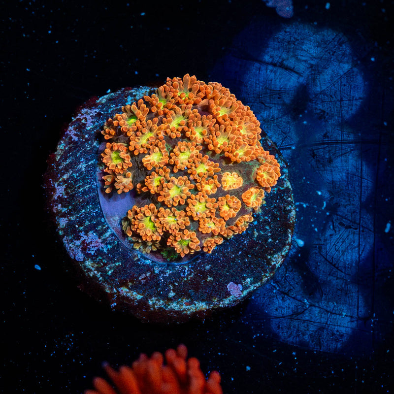 Pumpkin Head Barnardapora