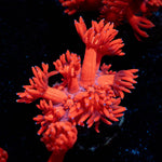 Ruby Red Goniopora - riptide aquaculture llc