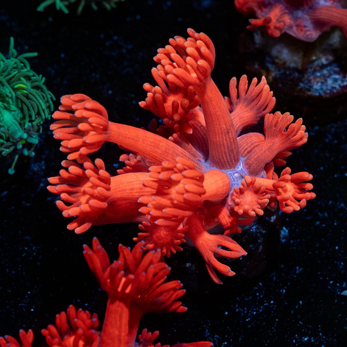 Ruby Red Goniopora - riptide aquaculture llc