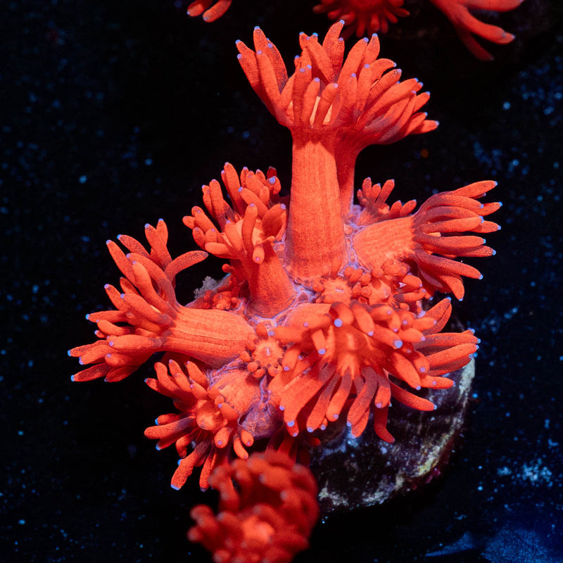Ruby Red Goniopora