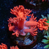 Ruby Red Goniopora 