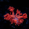 Ruby Red Goniopora 