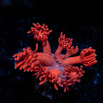 Ruby Red Goniopora 