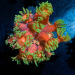 Ironman Goniopora - riptide aquaculture llc