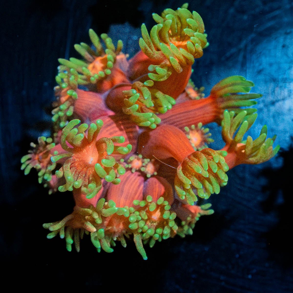 Ironman Goniopora - riptide aquaculture llc