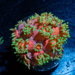 Ironman Goniopora - riptide aquaculture llc