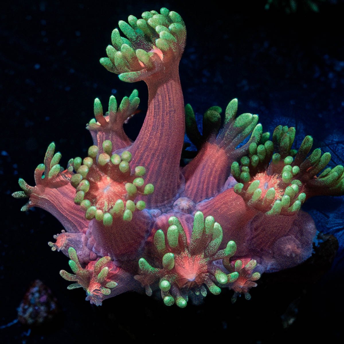 Ironman Goniopora - riptide aquaculture llc