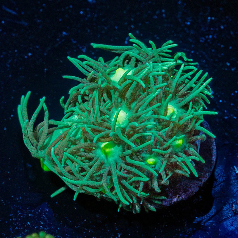 Toxic Green Goniopora