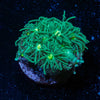 Toxic Green Goniopora - riptide aquaculture llc