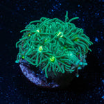 Toxic Green Goniopora - riptide aquaculture llc