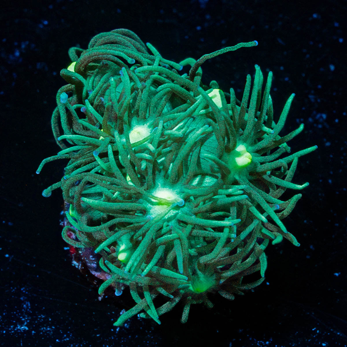Toxic Green Goniopora 