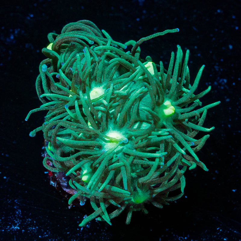 Toxic Green Goniopora