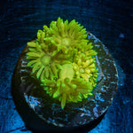 Tweety Bird Goniopora 