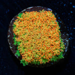 Captain Crunch Barnardapora - riptide aquaculture llc