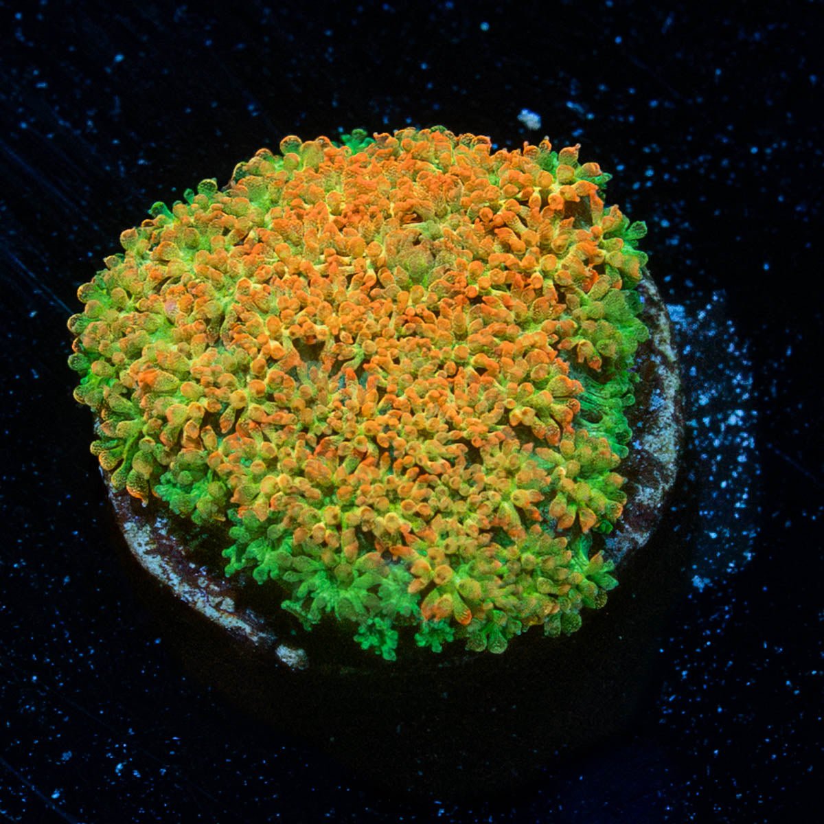 Captain Crunch Barnardapora - riptide aquaculture llc