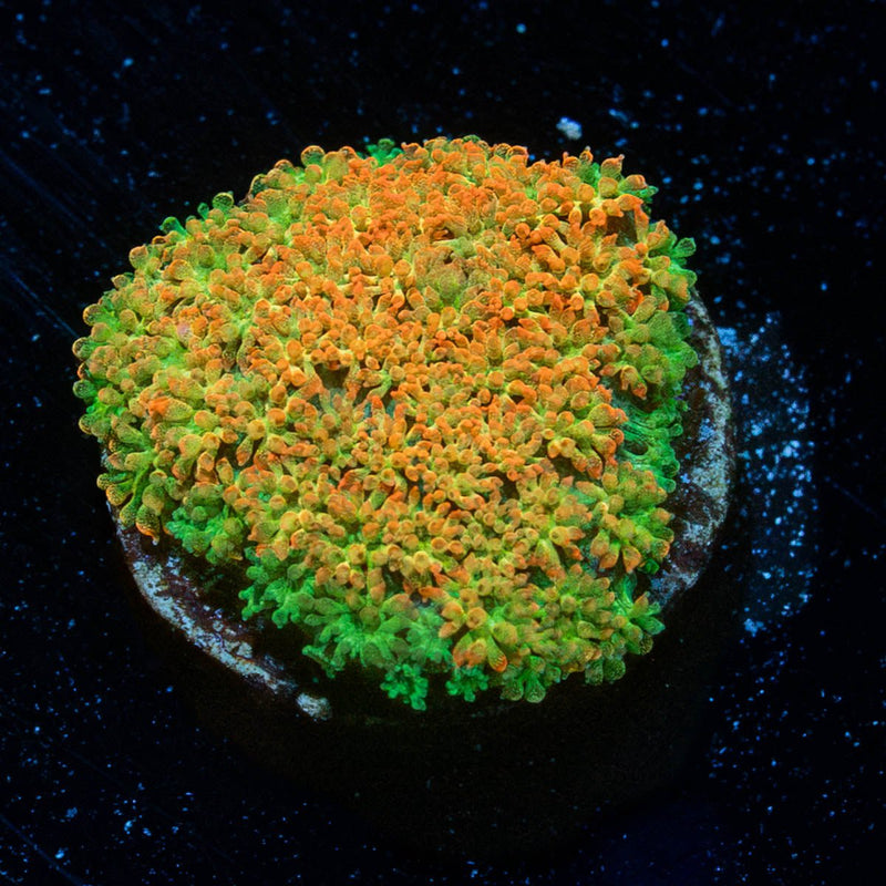 Captain Crunch Barnardapora