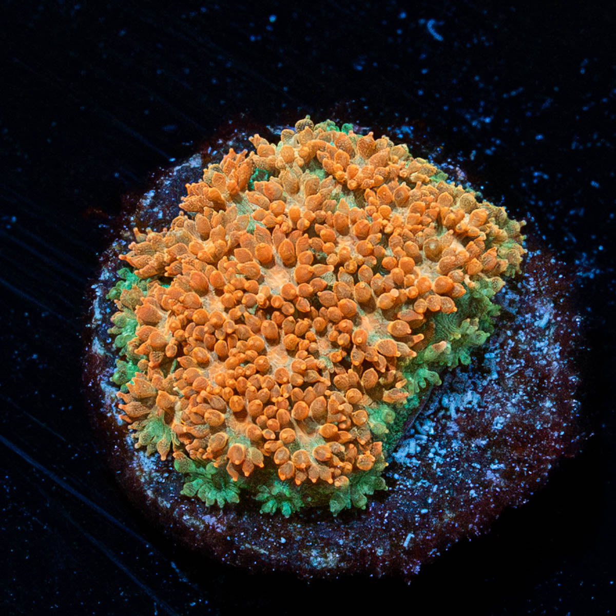 Laffy Taffy Barnardapora