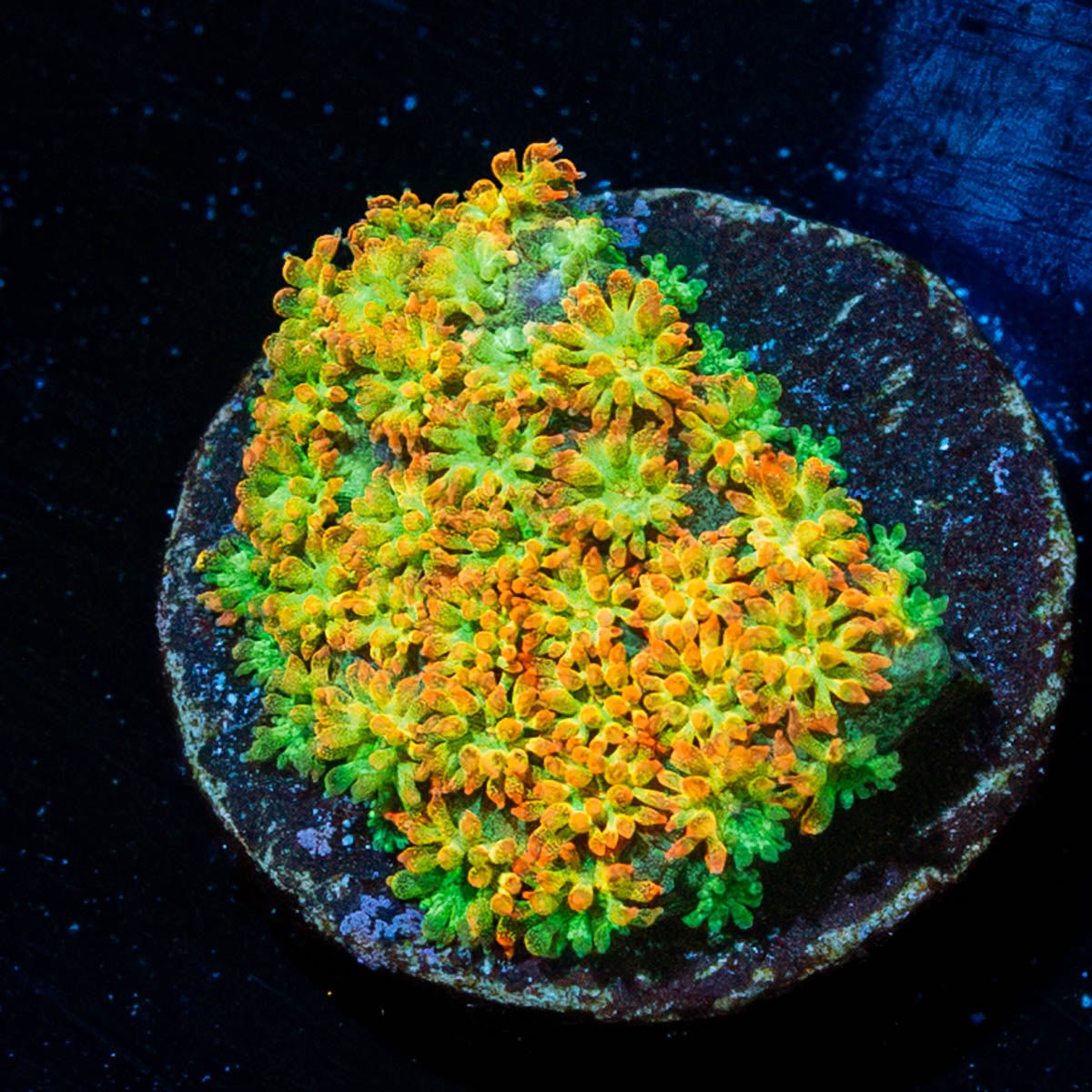 Captain Crunch Barnardapora - riptide aquaculture llc