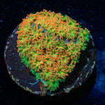 Captain Crunch Barnardapora 