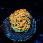 Captain Crunch Barnardapora 