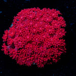 Black Cherry Barnardapora - riptide aquaculture llc