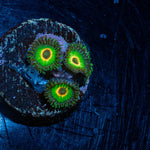 Ultra Rastas Zoanthid - riptide aquaculture llc
