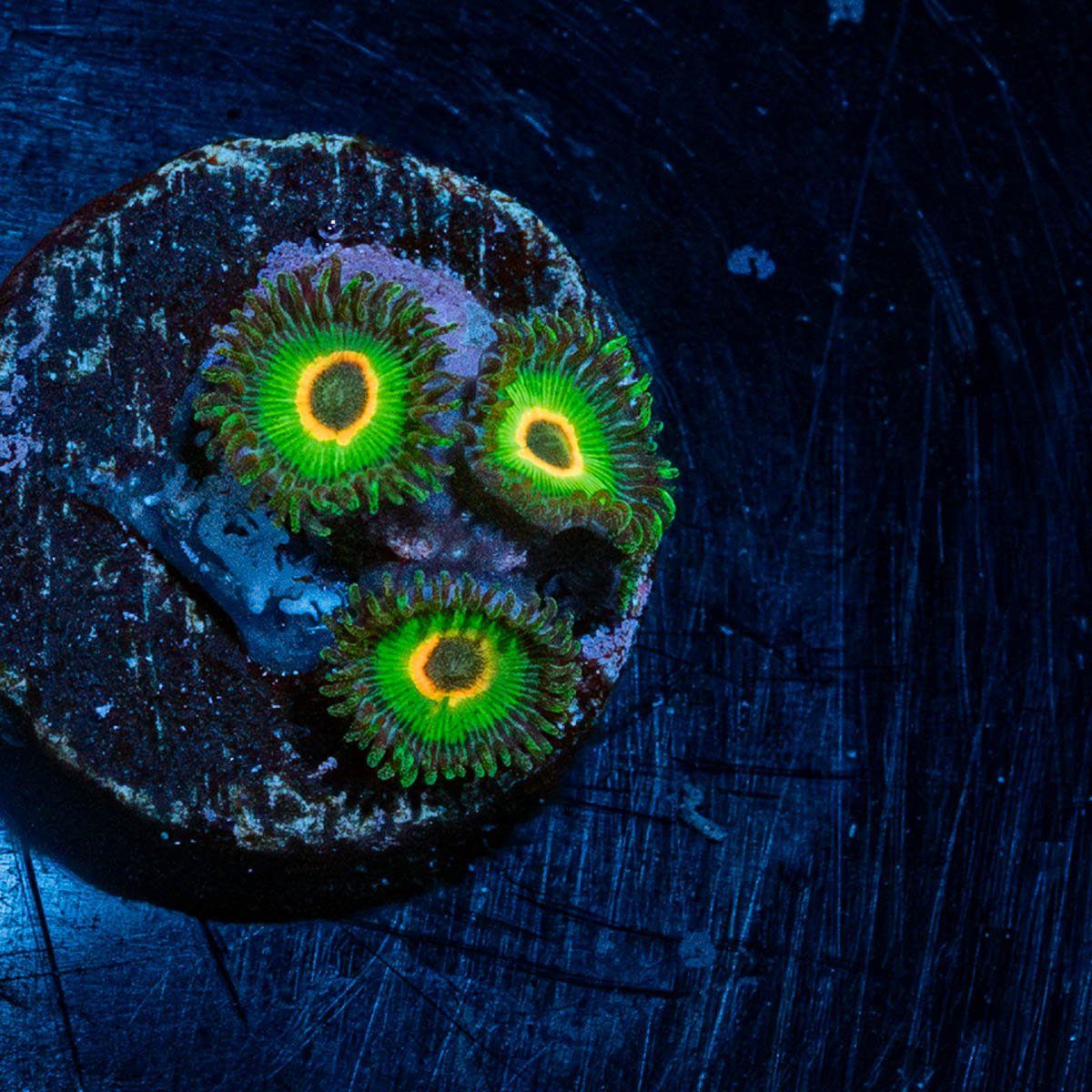 Ultra Rastas Zoanthid - riptide aquaculture llc