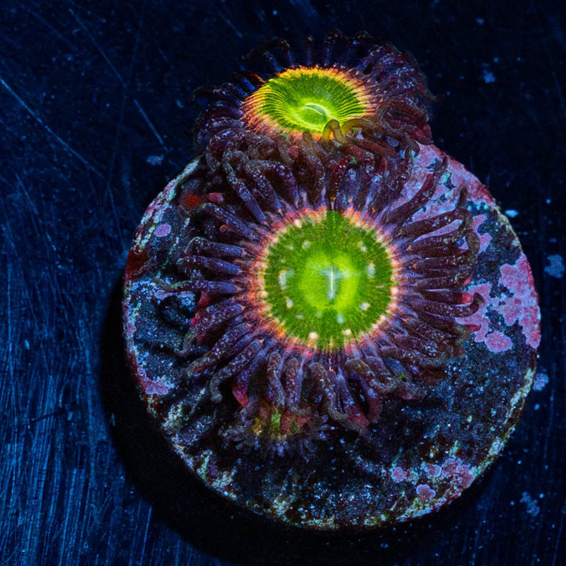 Tinker Bells Zoanthid