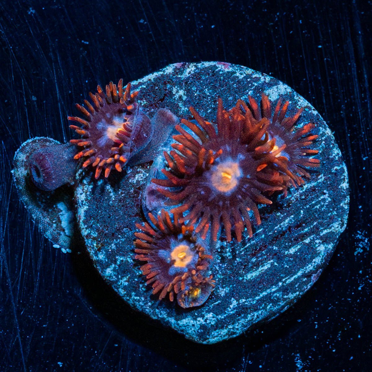 Stitches Zoanthid - riptide aquaculture llc