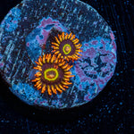 rainbow Hornets Zoanthid 