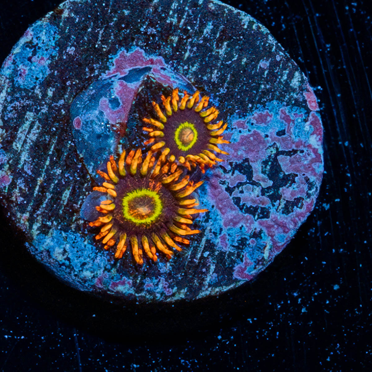 rainbow Hornets Zoanthid 