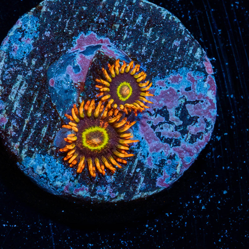 rainbow Hornets Zoanthid