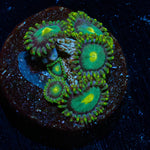 Green Bay Packers Zoanthid - riptide aquaculture llc