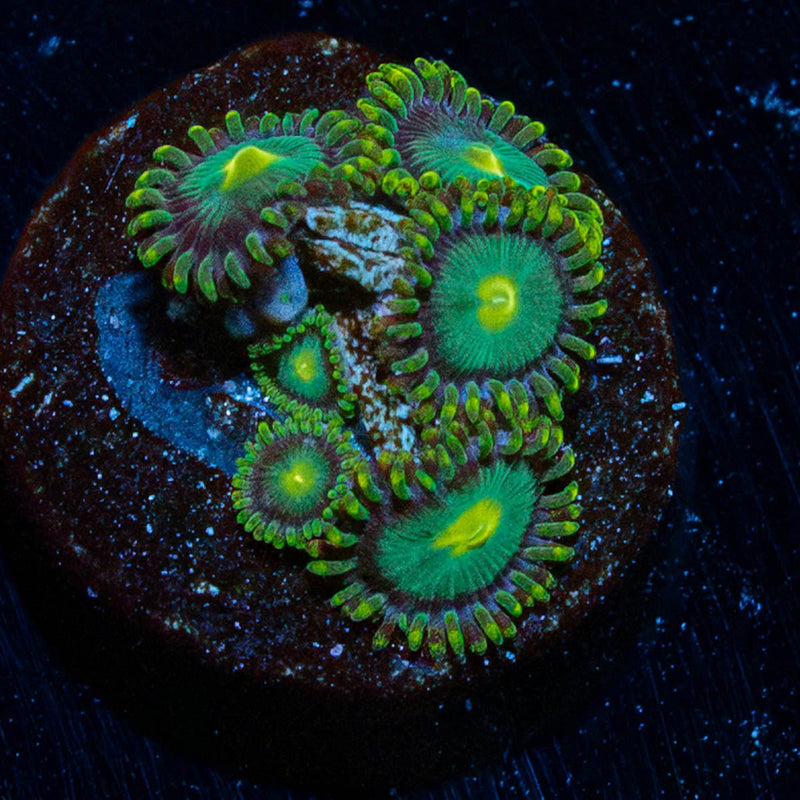 Green Bay Packers Zoanthid