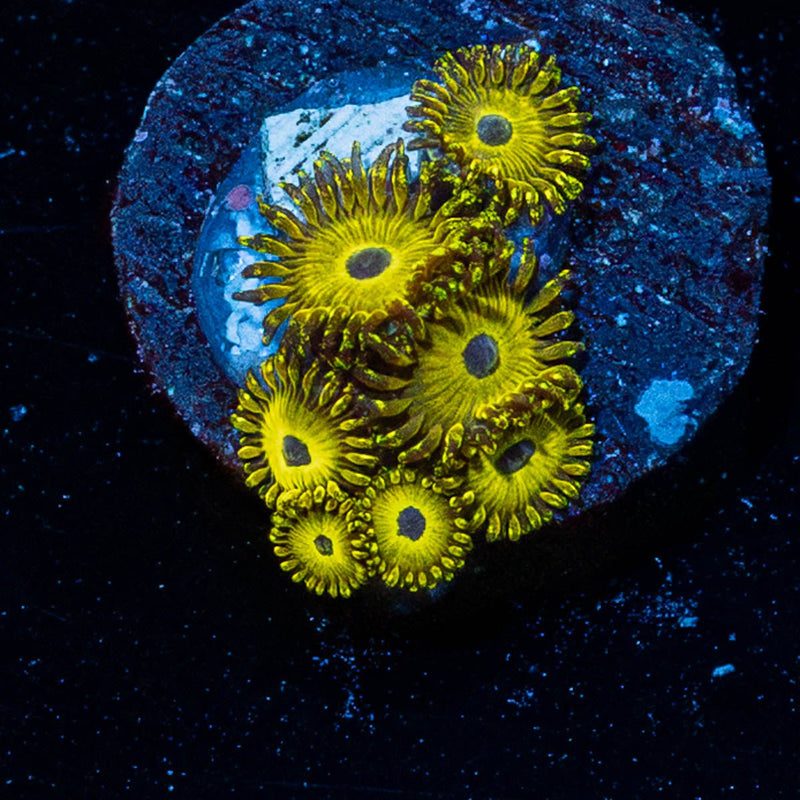 Pikachus Zoanthid