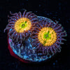 Sunny D Zoanthid 