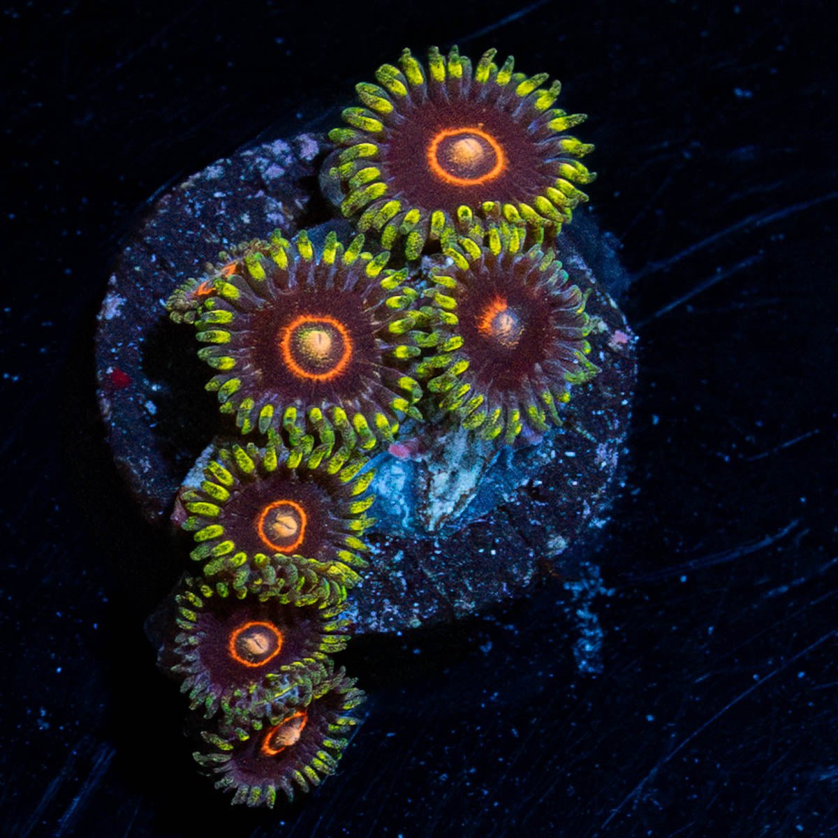 Jawbreaker Hornets Zoanthid - riptide aquaculture llc