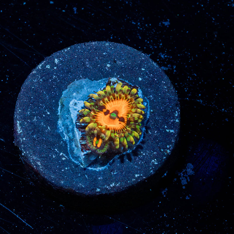 Pumpkin Smashers Zoanthid
