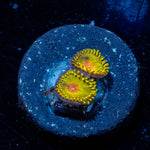 Golden Gods Zoanthid 