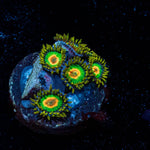 Rasta Zoanthid - riptide aquaculture llc
