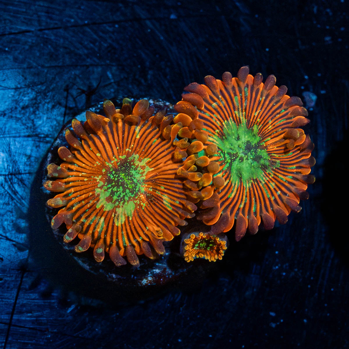 Dark Magicians Zoanthid 