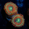 Dark Magicians Zoanthid - riptide aquaculture llc