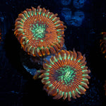 Dark Magicians Zoanthid - riptide aquaculture llc