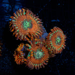 Dark Magicians Zoanthid 