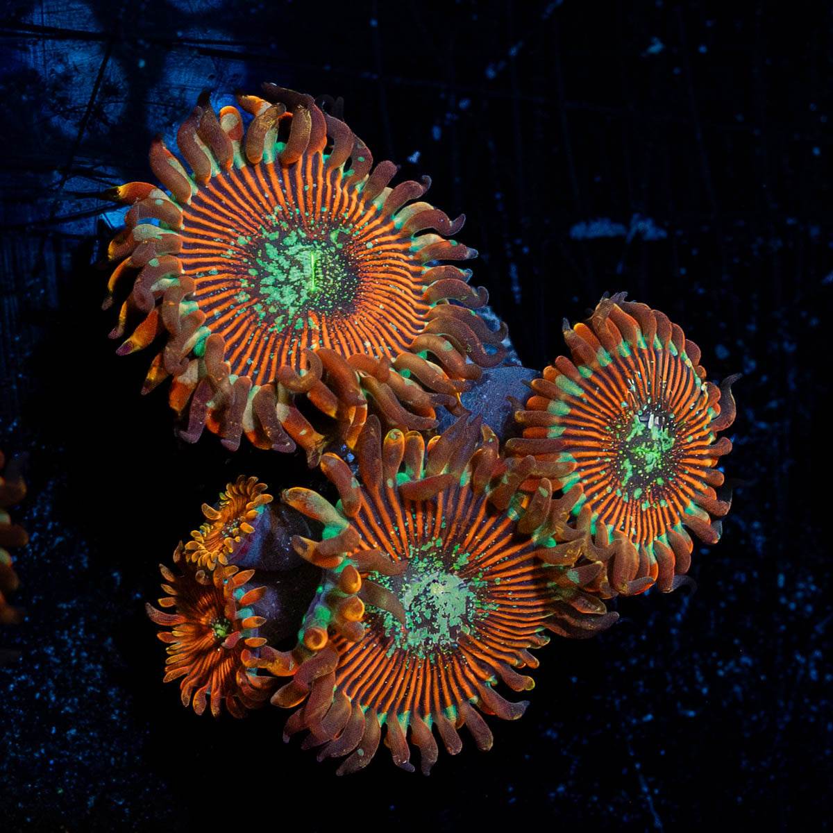 Dark Magicians Zoanthid 
