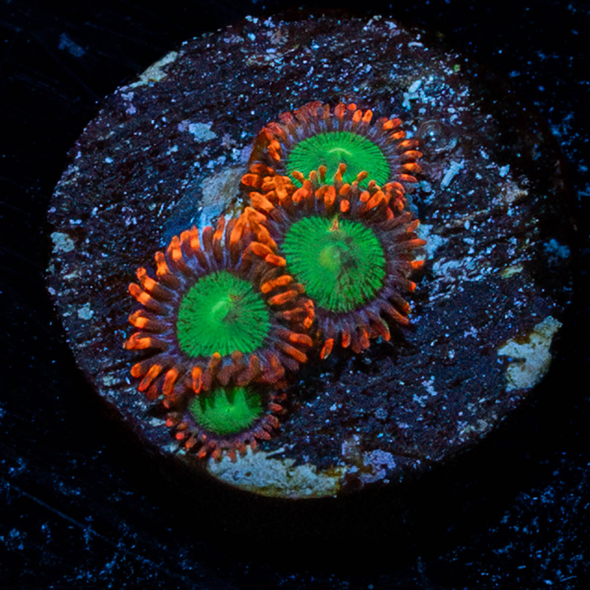 Green Goblins Zoanthid 