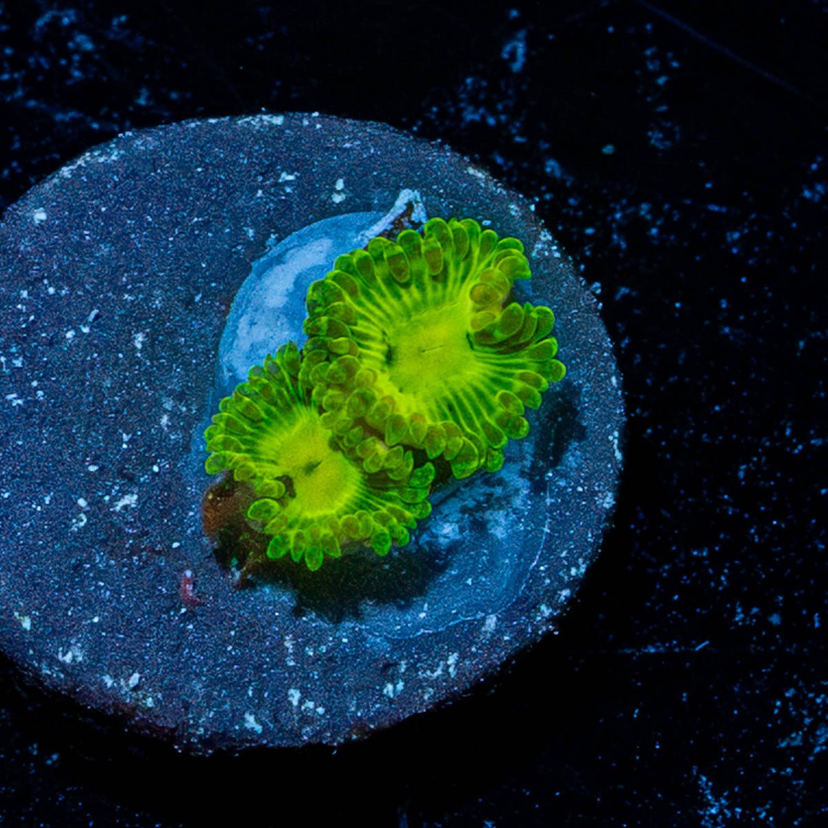 Emerald Muals Zoanthid - riptide aquaculture llc