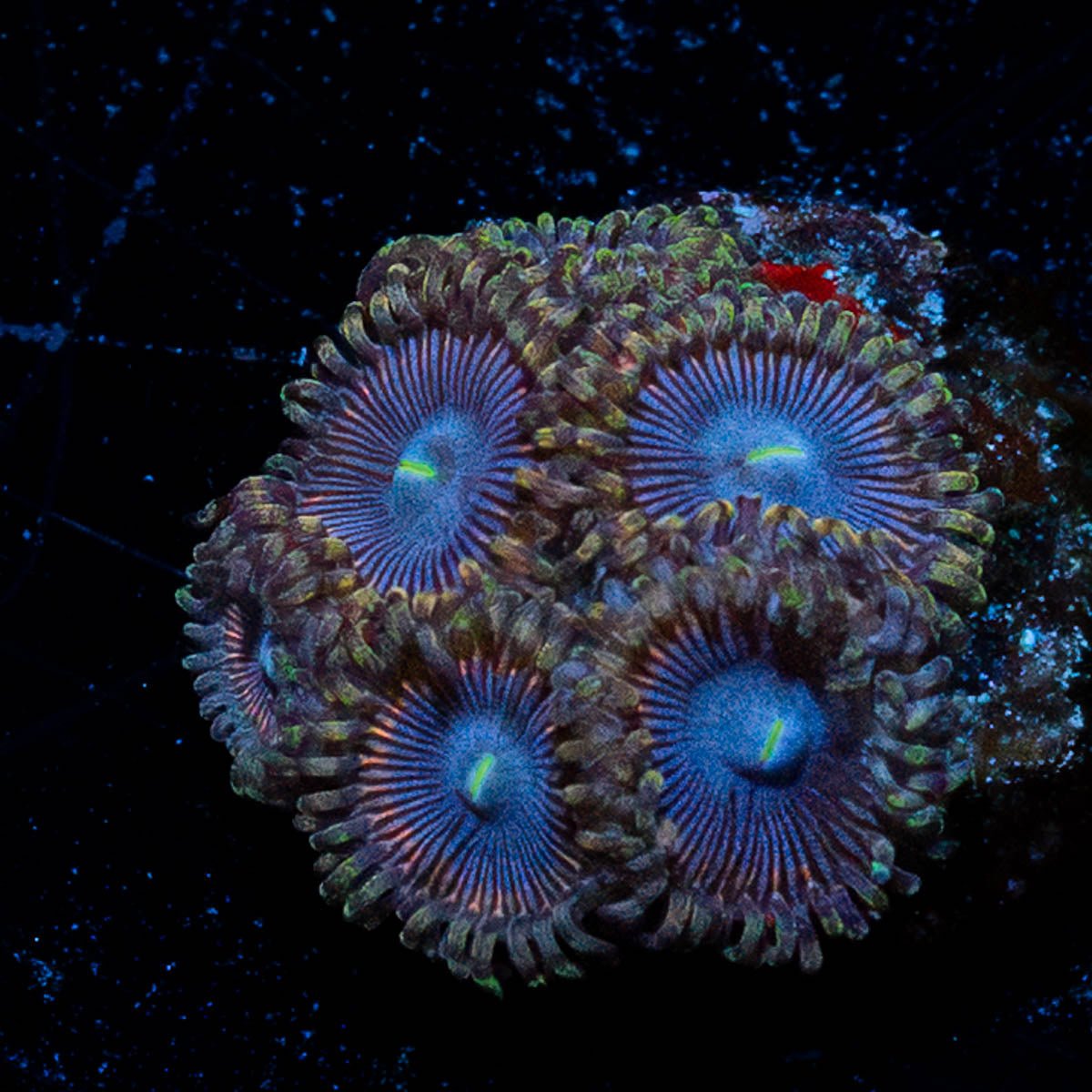 Blue Bells Zoanthid - riptide aquaculture llc