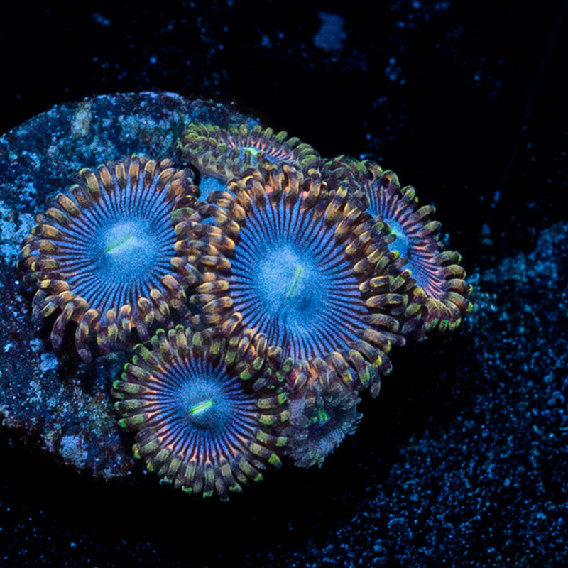 Blue Bells Zoanthid